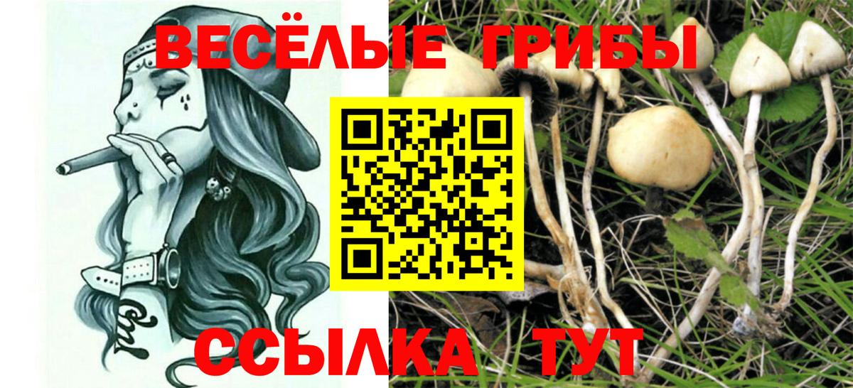 Псилоцибиновые грибы Cubensis  Псилоцибиновые грибы Psilocybe  Избербаш  Вход с VPN 
